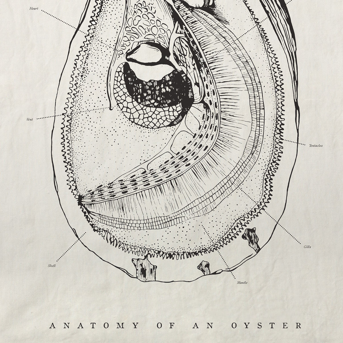Oyster Anatomy Pure Linen Tea Towel
